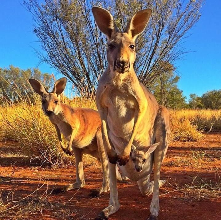 Two red kangaroos standing on red earth
