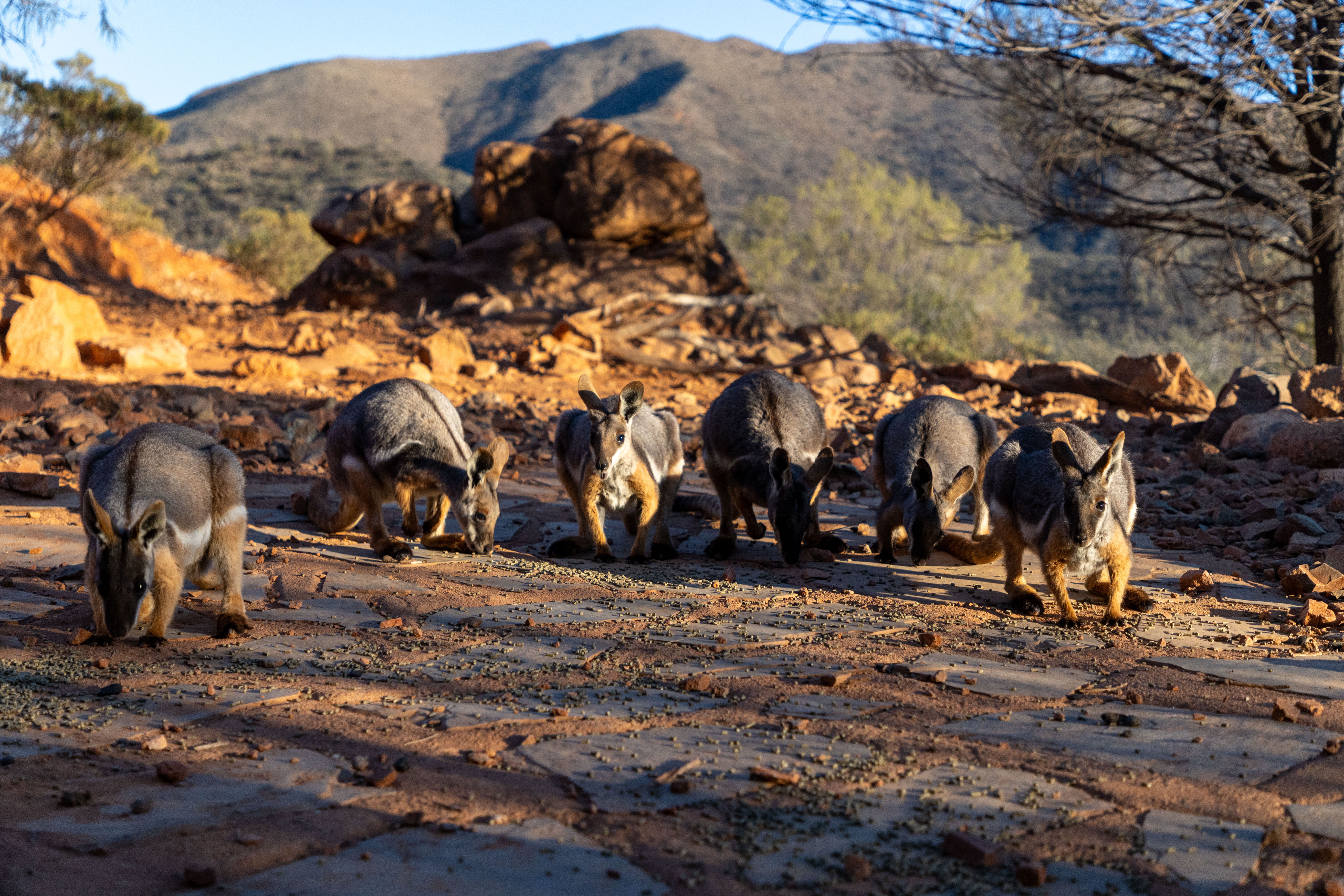 Rock-wallabies foraging on a rocky hillside in the ranges