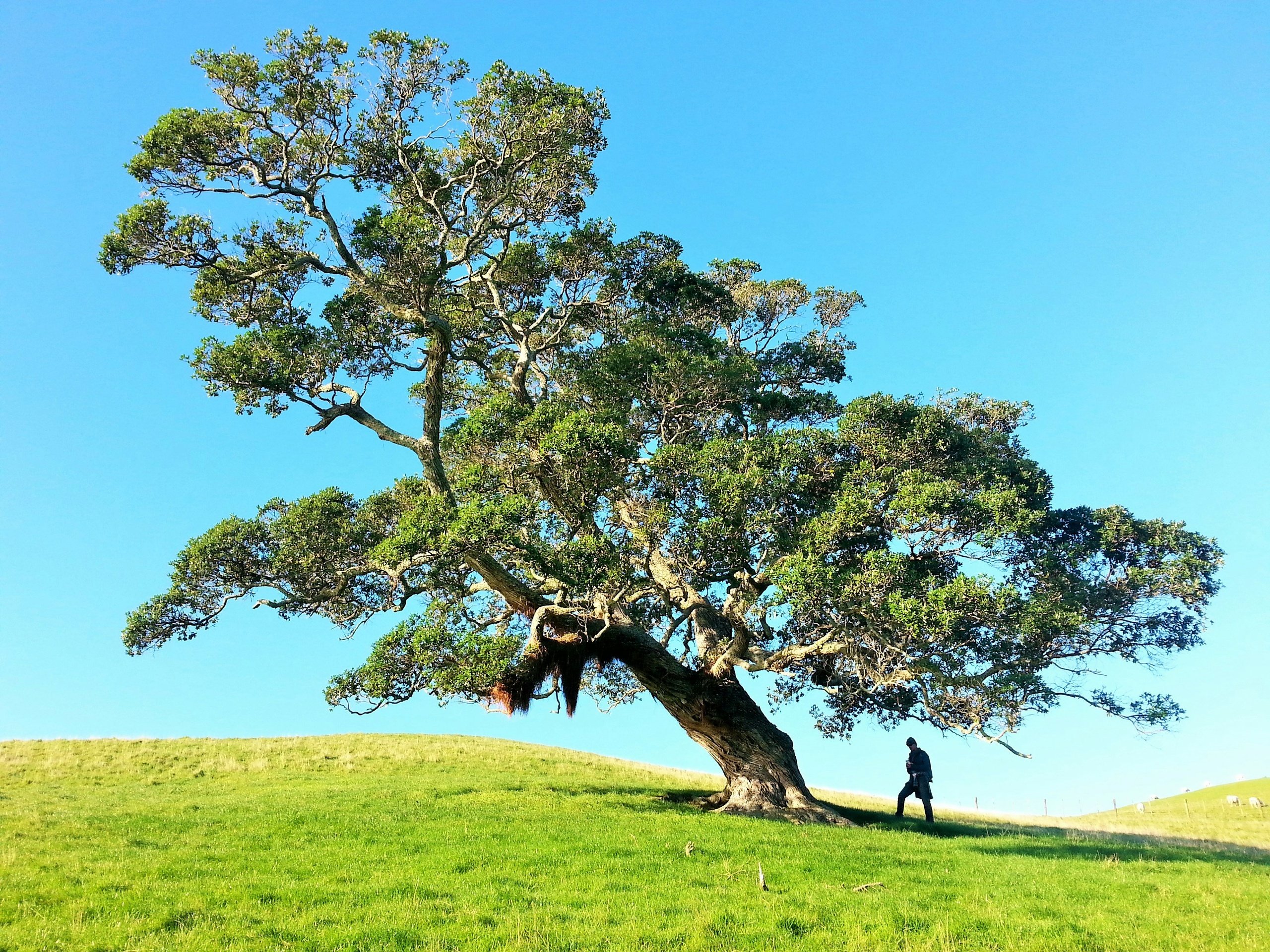 Large spreading tree on a grassy rise with a walker standing beneath it