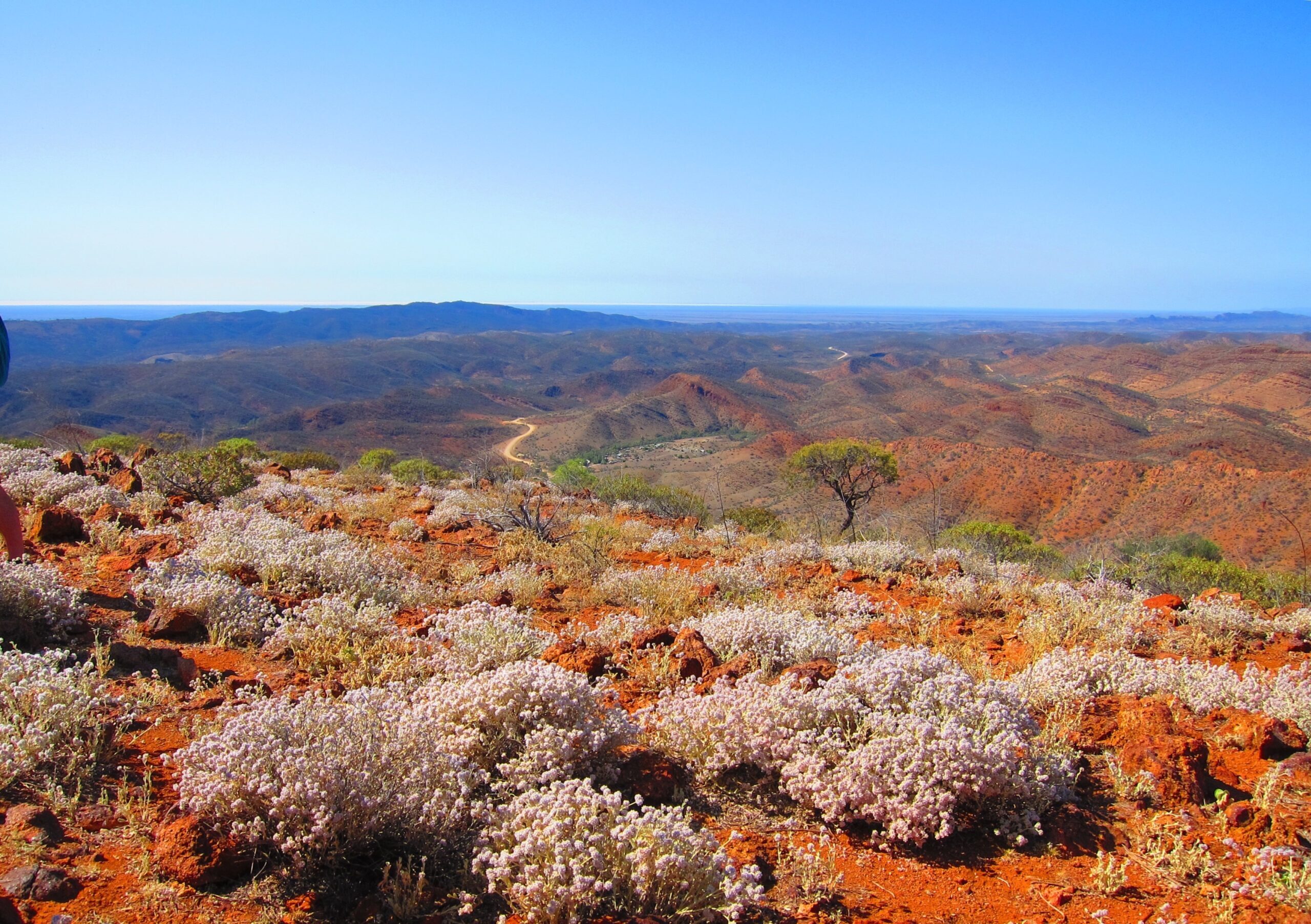 Wildflowers on red earth stretching to the ranges in the Flinders Ranges