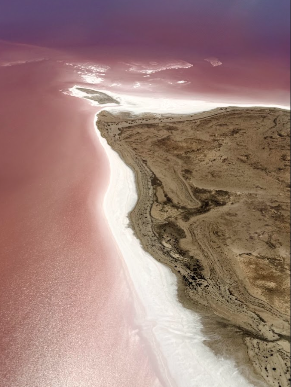 Pink water meeting a sandy shoreline at Lake Eyre, from the air