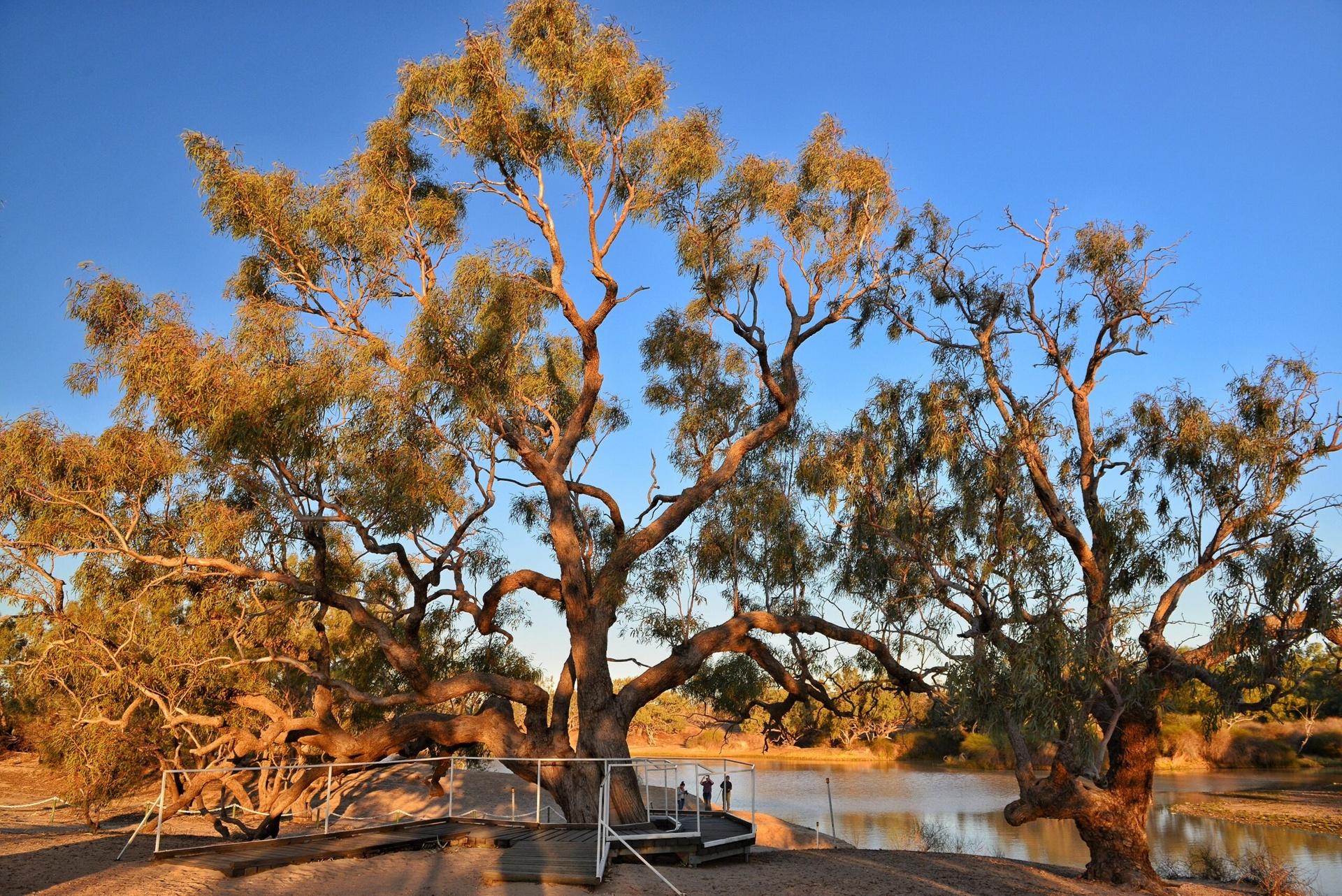 River red gum on the riverbank at golden hour